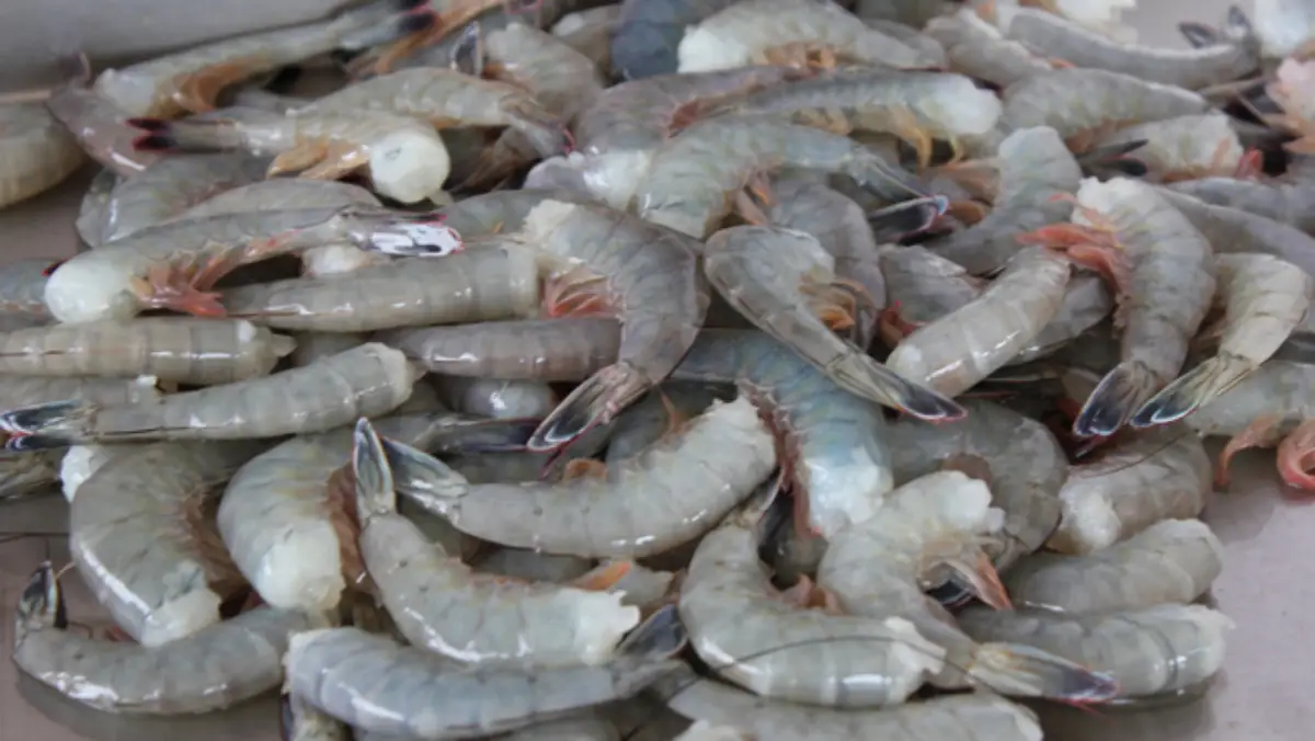 Establece Conapesca veda de camarón en el Alto Golfo de California