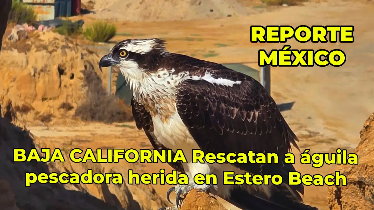 BAJA CALIFORNIA Rescatan a águila pescadora herida en Estero Beach